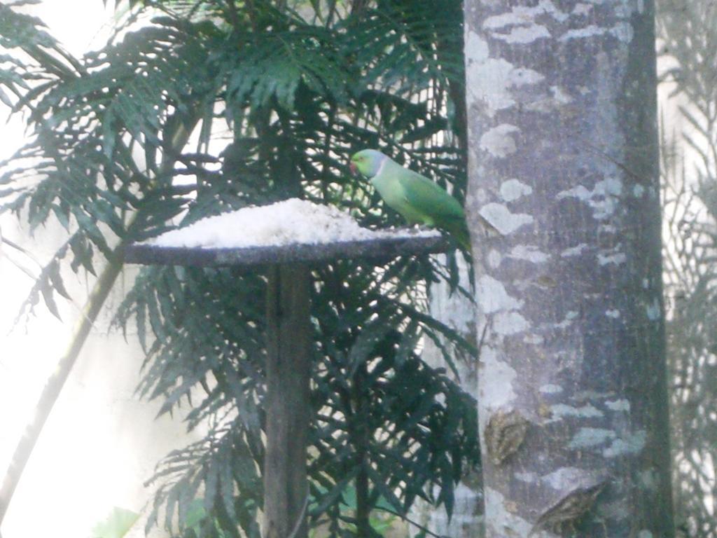 Bird Villa Galle Cameră foto